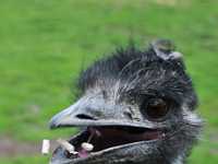 191b feeding emu 3517
